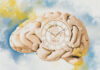 AI 'Tissue Clocks' Reveal the Age of Individual Organs