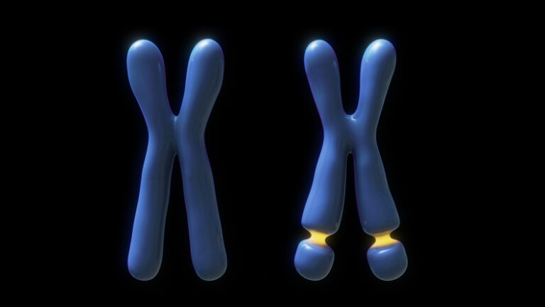 Fragile X chromosome, illustration