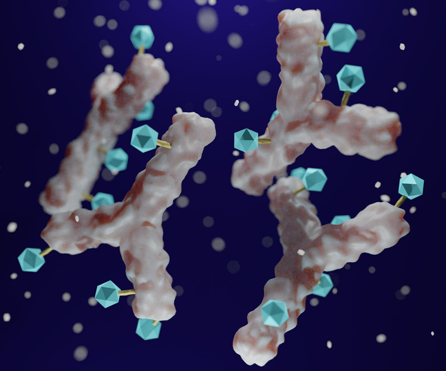 Antibody drug conjugated with cytotoxic payload. Synthetic Biology