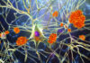 Replacing Lost Neurons Restores Memory in Mice with Alzheimer’s