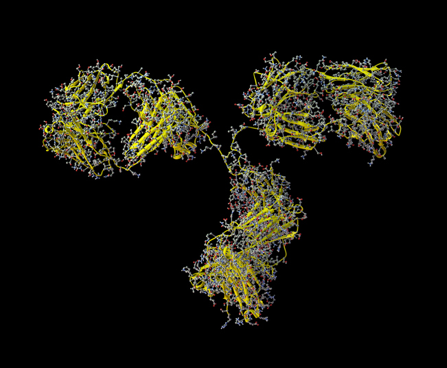 Model of Antibody Bevacizumab