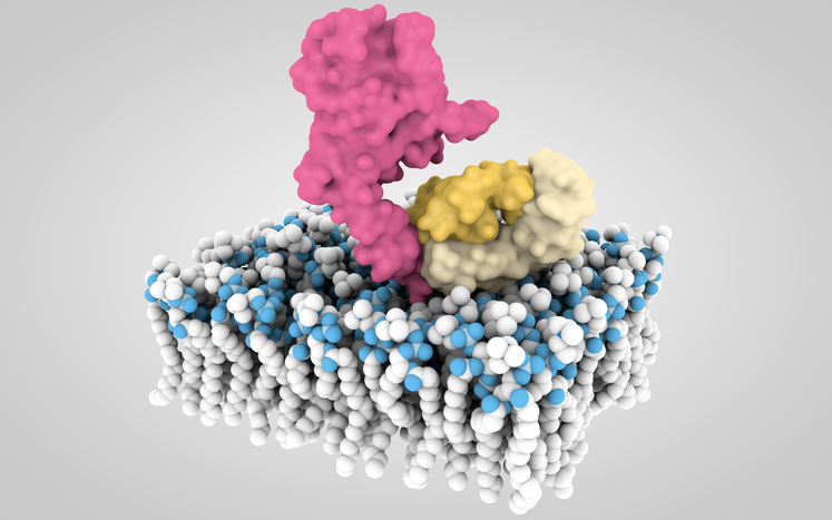 3D model of HER2 complexed with Herceptin (trastuzumab)