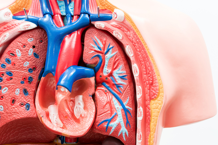 Close-up of Internal organs dummy on white background. Human anatomy model. Heart Anatomy Internal.