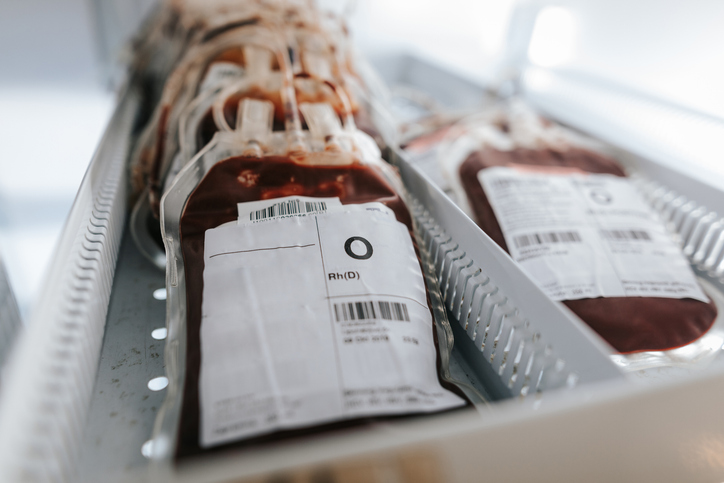 Bags of donated blood stacked on a tray with O blood type labels visible at the front. Akkermansia muciniphila bacteria could help create artificial group O blood by removing A and B antigens.