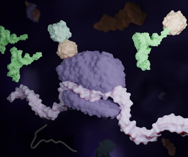 Image showing the translation of a protein with the help of tRNA and ribosomes
