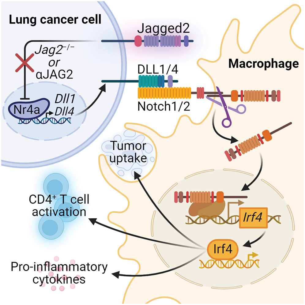 Schematic of lung cancer cell showing the effects on molecules within macrophages after Jagged2 elimination
