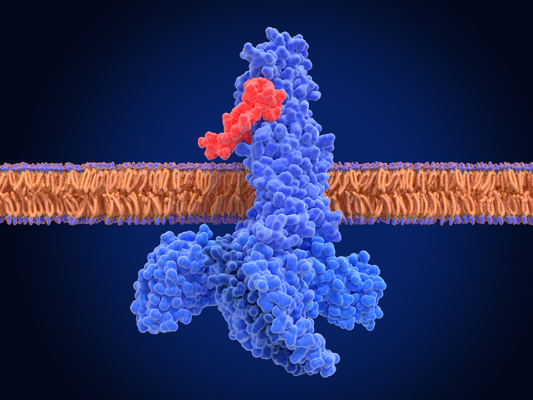 gen labs tirzepatide Tirzepatide Tops Semaglutide for Weight Loss in Type 2 Diabetes