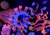 Brain Messenger Protein May Help Tau Spread in Alzheimer’s Disease