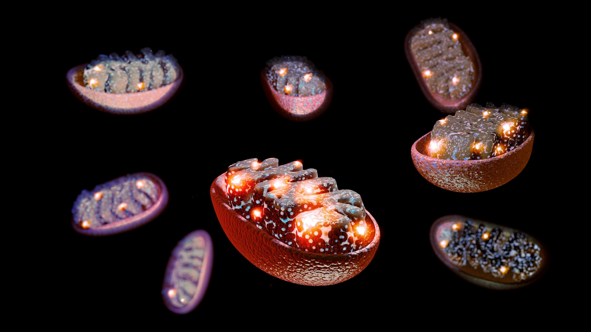 Mitochondria Closely Linked with Cancer Progression