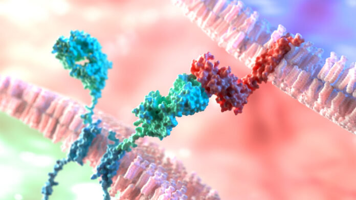 Chimeric Antigen Receptor (CAR)