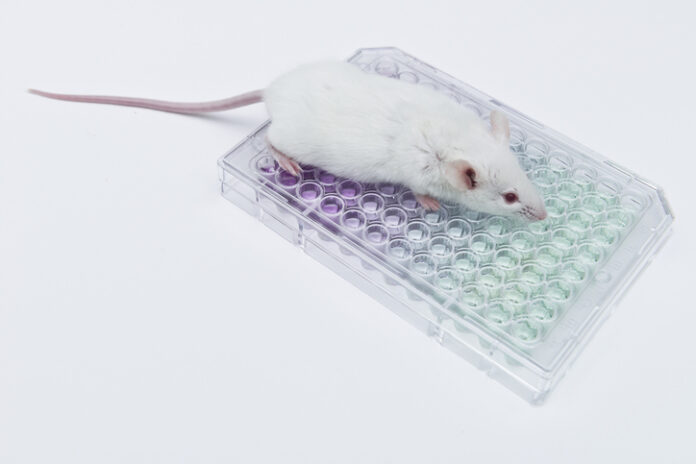 Experimental white mice on the 96 well plate