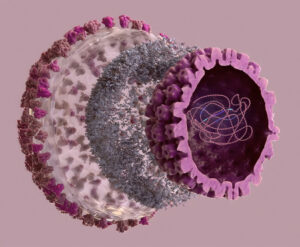 Non-replicative Herpes Simplex Virus 1 (nrHSV-1)