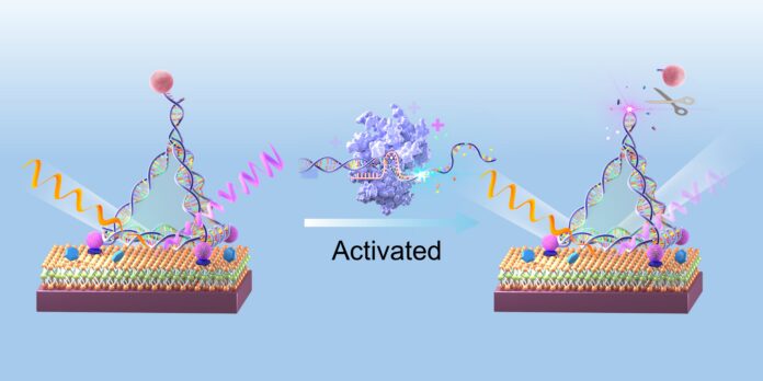 Quantum Sensor Han Zhang Shenzhen University A highly sensitive light-based sensor that can detect low concentrations of cancer biomarkers in the blood. When the biomarker is detected, the Cas12a protein used for CRISPR cuts the DNA holding the quantum dots, which causes a measurable drop in SHG signal.
