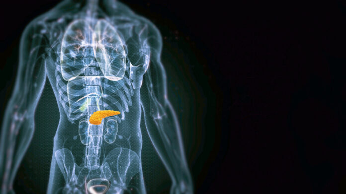 1897380059 Human Pancreas Anatomy