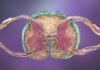 Spinal Cord Injury Stem Cell Transplant Clears Phase I, Improves Motor Scores
