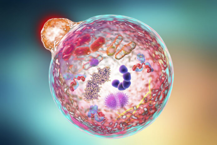 2170318390 Autophagy. Computer illustration of a lysosome (orange) fusing with an autophagosome (large sphere). Autophagy (autophagocytosis) is the natural mechanism that destroys unnecessary or dysfunctional cellular components and recycles their materials. The target components are first isolated from the rest of the cell within the double-membraned autophagosome. This then fuses with a lysosome, the contents of which degrade the target components.