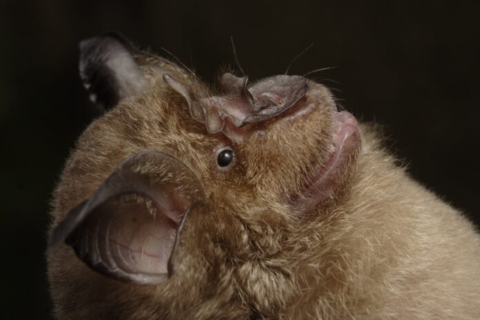 Rhinolophus bat image